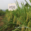 Sementes de arroz orgânico natural de alta qualidade